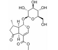 馬鞭草苷